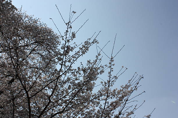 istock Cherry Blossoms at Suseong Lake, Daegu, South Korea 2220996423