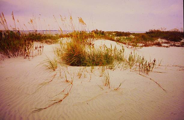istock Jeckyll Island Saint Andrew Beach Field Trip 2220997990