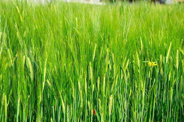 Close-up view of green wheat field in India