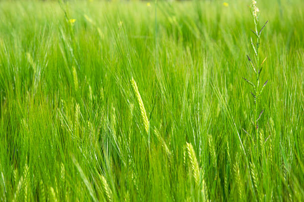 Vibrant green grass softly moves in the wind, illuminated by bright sunlight, creating a peaceful rural atmosphere.