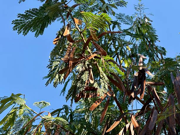 istock Leucaena tree with seedlings Invasive tree that eliminates other types of trees from the environment 2220999308