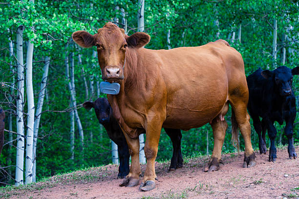 Cattle Grazing on Public Lands - Ranching cattle on public land in mountain forest area along dirt road. A calf and cow protecting it.