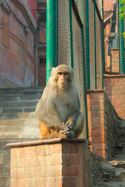 istock Kathmandu, Nepal - Monkey Temple 2025 2220999423