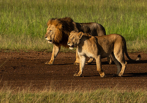istock Side by Side: Lion and Lioness on the Move. Kenya 2221000486