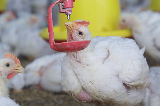 istock chickens drink in nipple drinkers 2221000511
