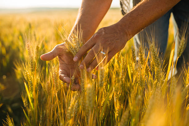 istock Farmer examining wheat in field. 2221001542