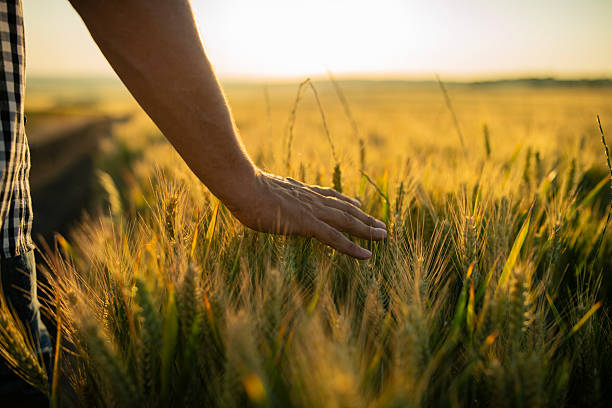 istock Farmer is touching his wheat agriculture plants at sunset. 2221001546