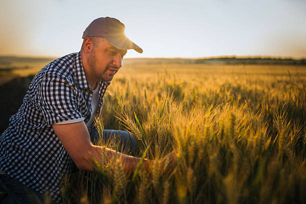 Mid adult farmer is examining wheat quality in his agriculture fields.