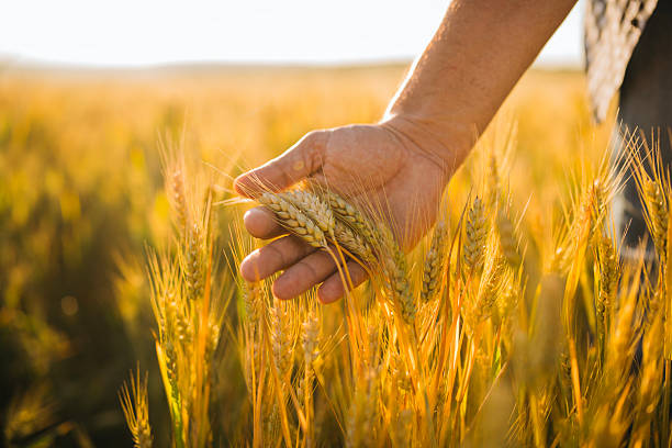 istock Farmer is touching wheat in Agriculture field at sunset light. 2221001564