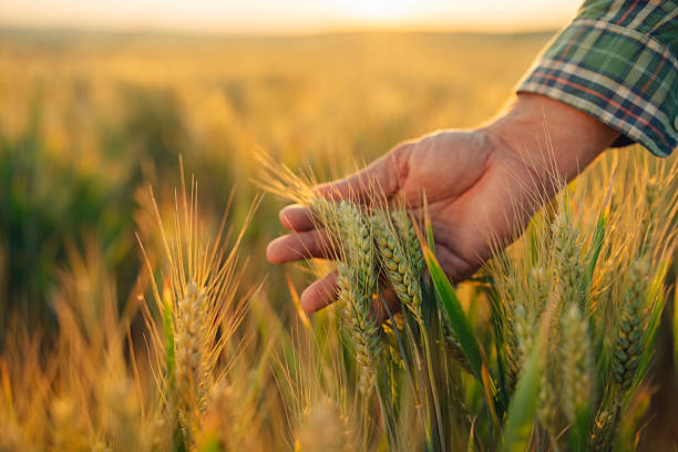 istock Hand examining wheat in field. 2221001569