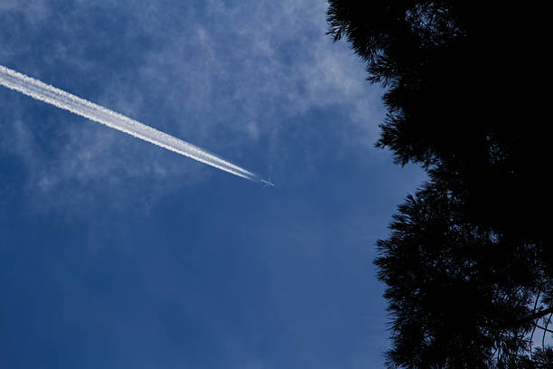 Looking Past Tree Branches At Vapour Trail And Jet In Blue Sky With White Clouds