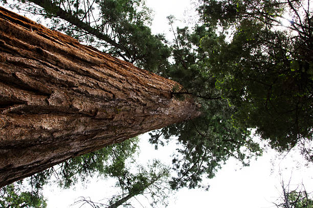 Looking Up At Top Of Tall Tree  Calaveras Big Trees State Park California