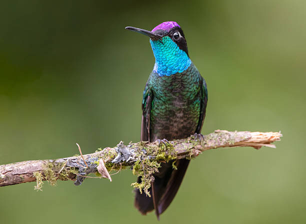 istock Talamanca hummingbird 2221004931