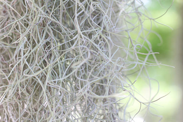 istock Under the shade of the trees 2221005383