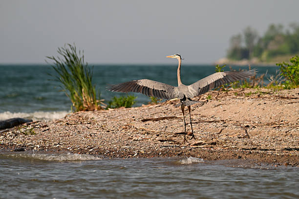 A Great Blue Heron landing on the shore of Lake Ontario