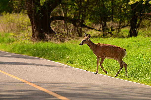 istock White-tailed Deer doe crossing the road 2221007400