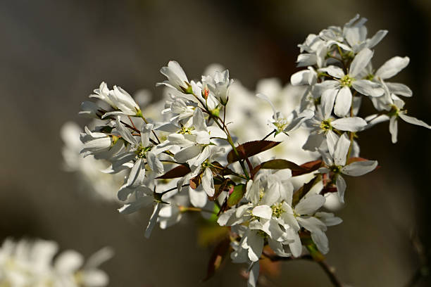 istock A branch of white Apple blossoms 2221007413
