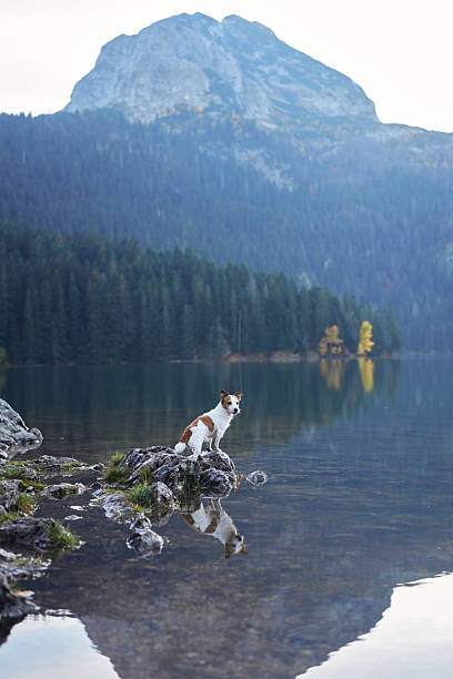 istock Jack Russell Terrier at lake 2221007967