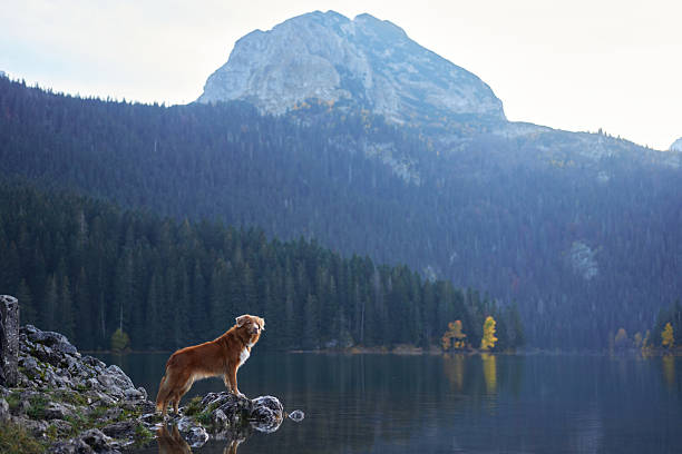 istock Retriever walking by a mountain lake 2221007968