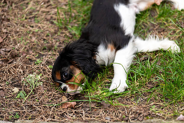 Cavalier king charles spaniel tricolor puppy. Dog puppy lying on grass in garden.