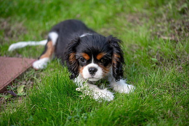 istock Cavalier king charles spaniel tricolor puppy. 2221009020