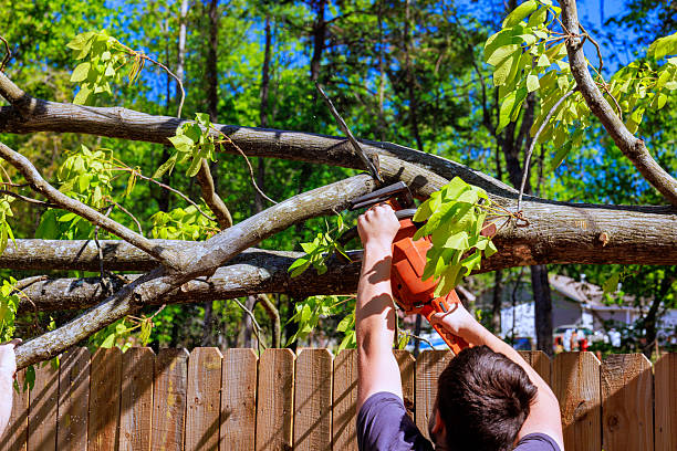 Contractor uses chainsaw to cut through large fallen tree trunk in suburban yard