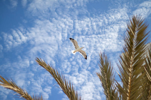 A seagull in flight is captured mid-air with palm fronds framing the bottom of the image. Wispy clouds stretch across the blue sky, highlighting the peaceful outdoor scene.