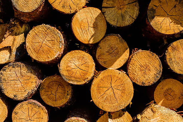 istock Background of the many tree logs. Wooden pattern 2221012051