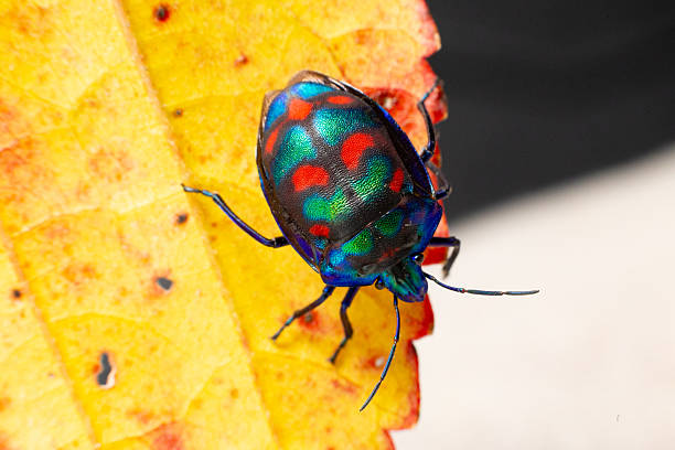 istock A multicoloured cotton harlequin beetle with a bright carapace clambers over a bright autumn orange leaf 2221014458