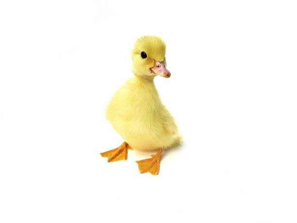 One cute ducklings isolated on white background. Element for creative design