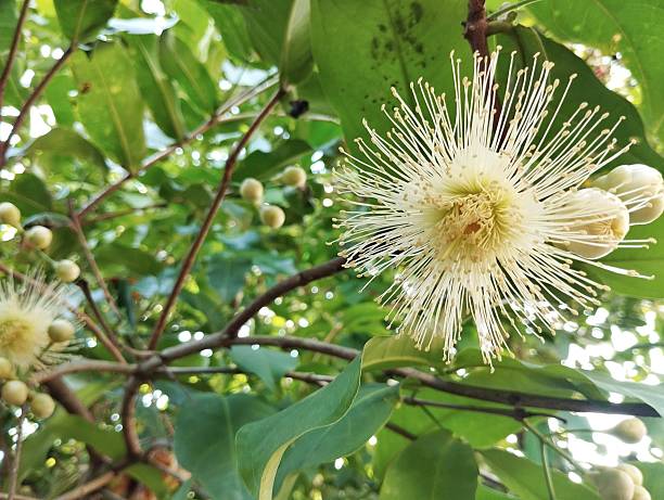istock Watery rose apple flower (Syzygium aqueum) blossom on tree 2221015986