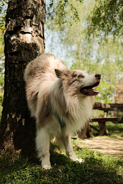 Red merle Border Collie in a blue harness performs a playful handstand against a tree in a sunny park, surrounded by fresh green grass and trees. Agile dog shows a trick by putting paws on a tree