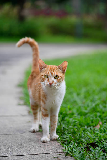 istock Cat walks in the park 2221017006