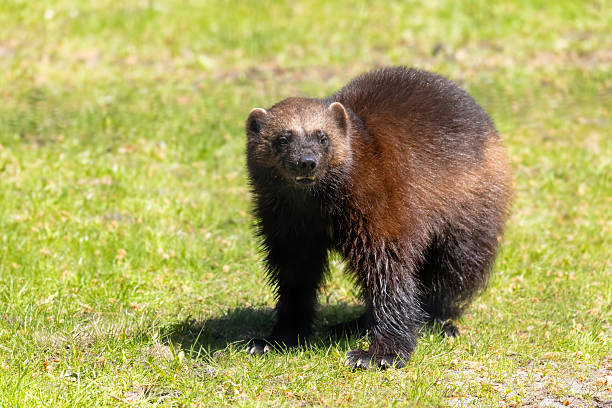istock A wolverine, Gulo gulo, also called the carcajou or quickhatch, a territorial creature and formidable predator of the Mustelidae family. Front view with grass background. 2221017435