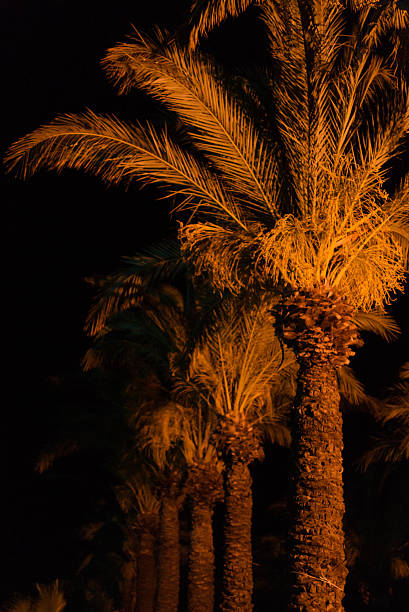 Atmospheric night scene featuring illuminated palm trees against a dark sky. Evokes tropical, vacation, or dreamlike moods. Ideal for travel or nature themes.