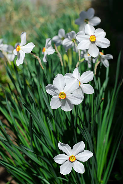 istock Elegant white daffodils bloom, symbolizing springs arrival and purity. Use this closeup for naturethemed projects, greetings, or spring marketing campaigns. 2221020689