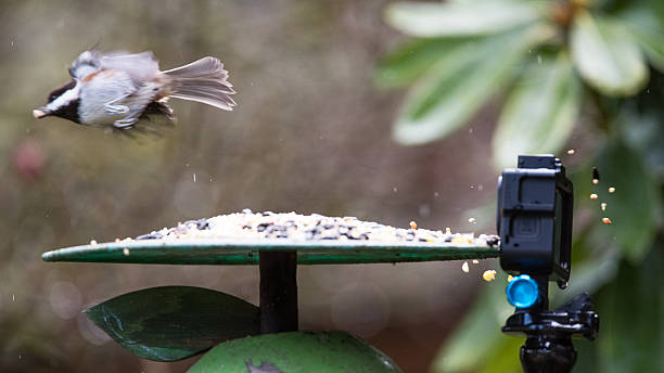 istock Bird escapes GoPro 2221023623