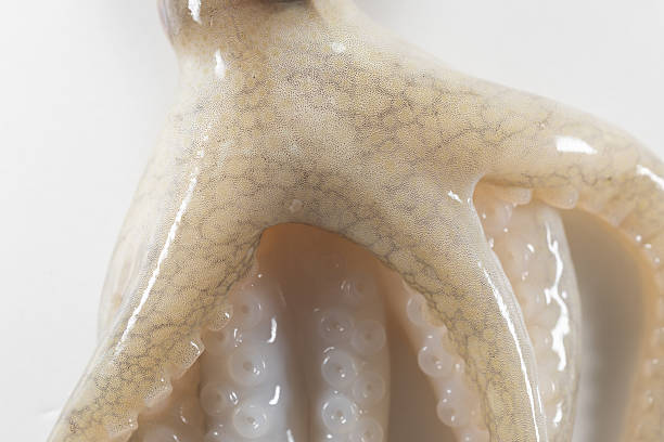 istock Internal and external structure of a squid in a biological laboratory. 2221026121