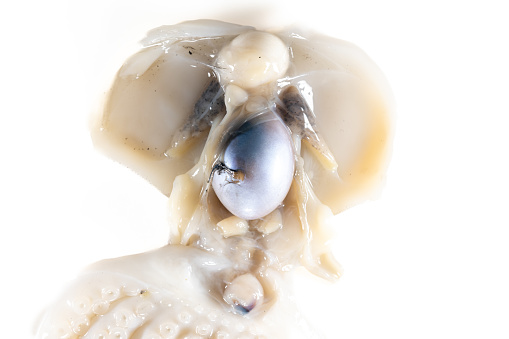 Squid Inside Shell Internal And External Structure Of A Squid In A Biological Laboratory ...