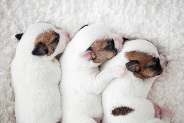 Group of Newborn Puppies lying on white blanket, tiny dogs