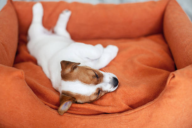 istock Cute Puppy Sleeping in orange dog's bed 2221031036