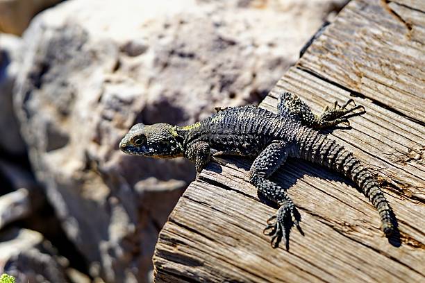 istock Black lizard in its natural habitat 2221032853