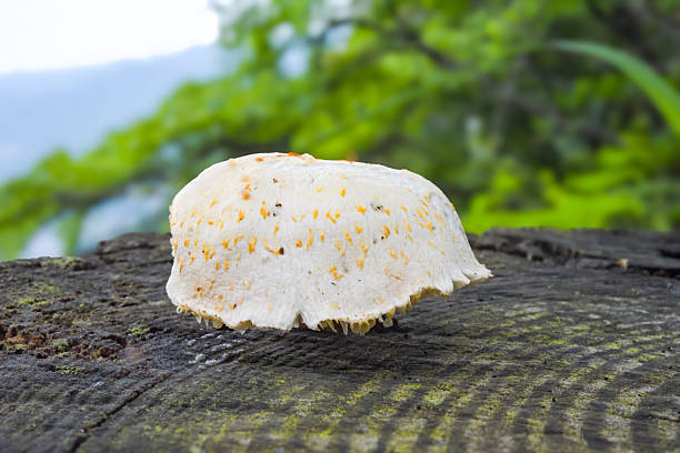 Mushrooms growing on a stump on a mountain path