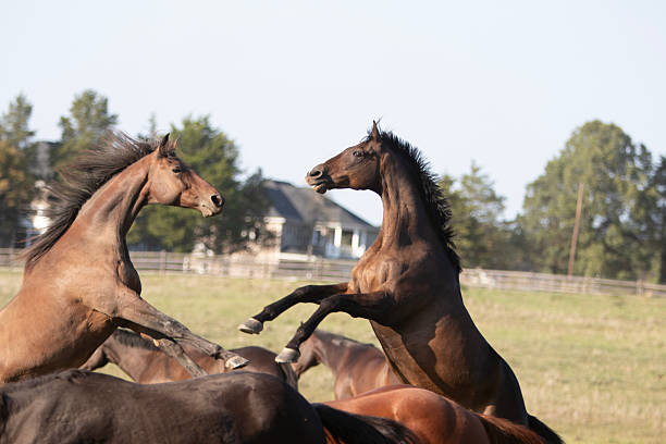 Two brown horses rear up and face each other in a grassy paddock. Captured in mid-action on a clear day, the scene shows natural animal behavior in a rural outdoor setting.
