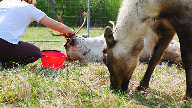 istock A farmer tries to help a sick deer lying on the grass 2221036071