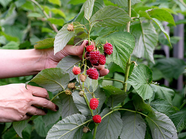 istock Hands gently harvesting ripe raspberries in a lush garden during summer 2221038593