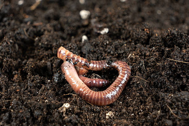 istock Earthworm on Soil Close-Up Macro View 2221041993