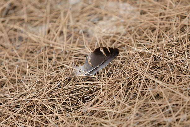 istock Feather rests on a mattress of pine needles 2221042805