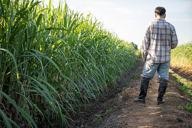 istock A man is walking through a field of tall green grass 2221043165