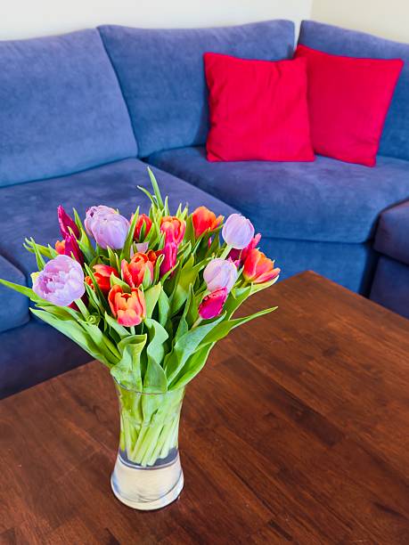 A glass vase with tulip flowers that are different colors orange, dark red (or purple) and pink on a wood brown coffee table. In the background is blue couch with 2 red pillows. Located in California during Summer Time 2025.